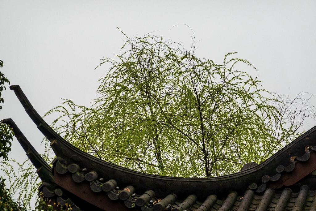 柳树  自然 风光 西湖  摄影
