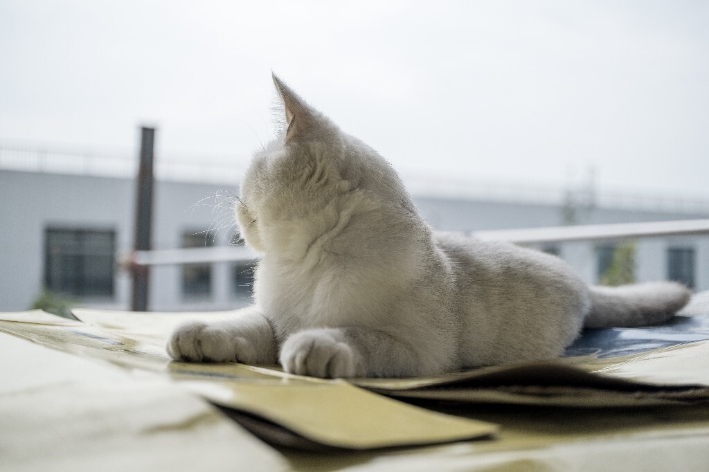 猫猫? 摄影 宠物 自然 环境 宠物摄影 喵星人