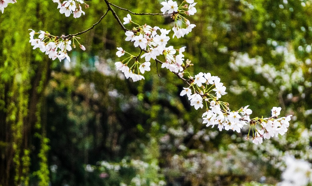 樱花 自然 风光 自然风光 盛开的樱花 花草 花朵 旅行