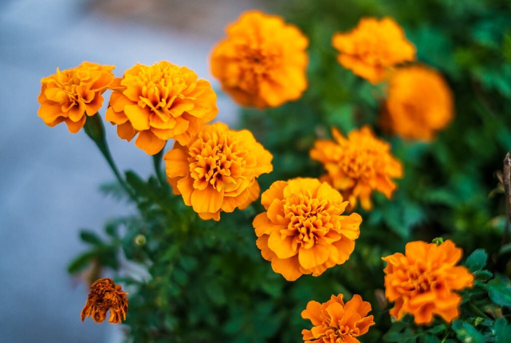 万寿菊 臭芙蓉 万寿灯 蜂窝菊 臭菊花 蝎子菊 金菊花 摄影 风光 自然 花儿 花