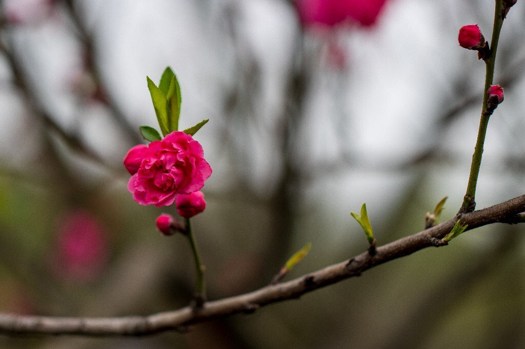 桃花 西湖桃花 西湖风光 自然 色彩 春天 西湖之春 花朵 花儿 桃红柳绿