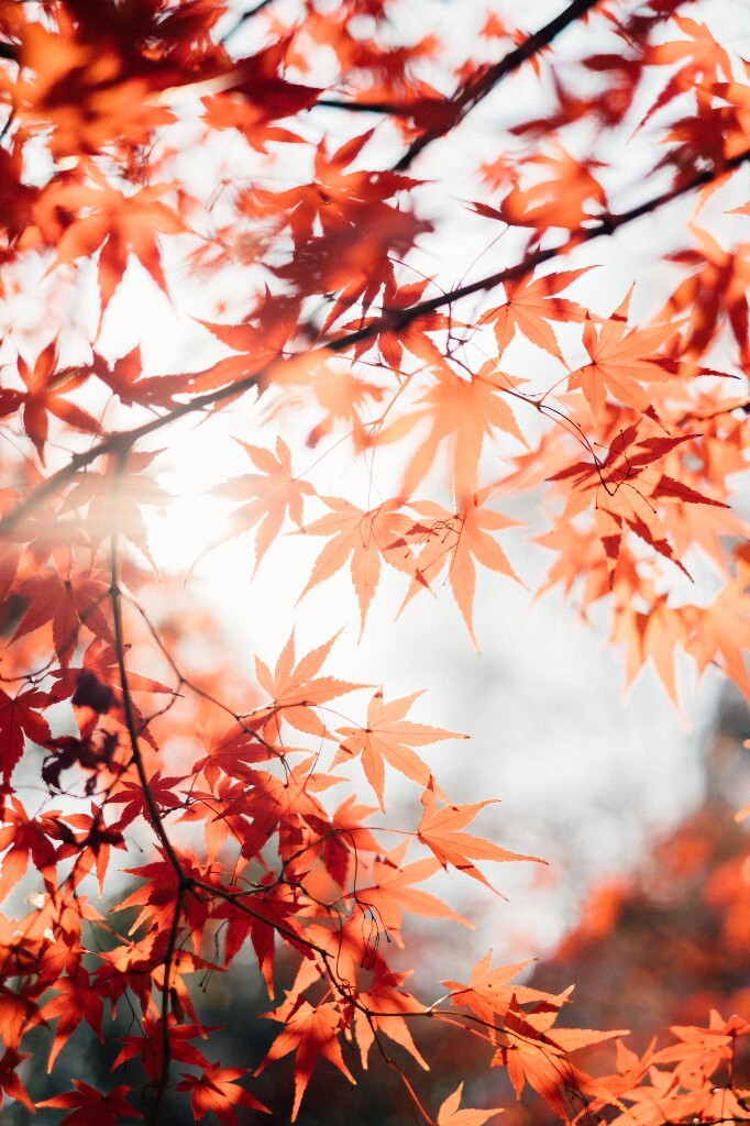 枫叶 红叶 树叶 秋季 秋天 图片 摄影 风光 自然