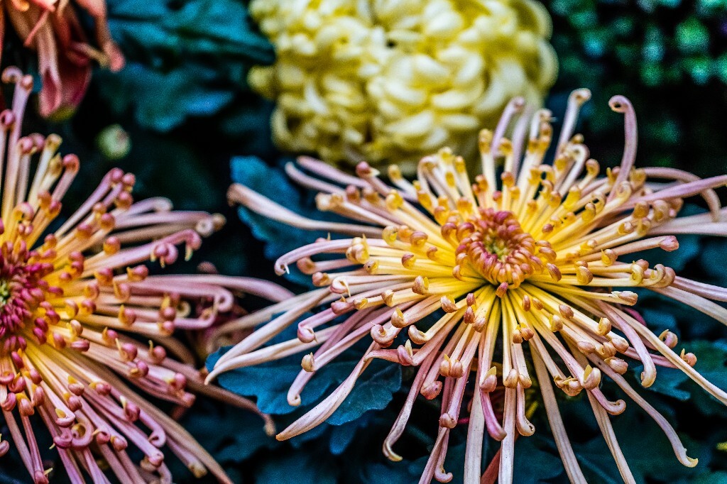菊花 寿客 金英 黄华 秋菊 陶菊 日精 女华 延年 隐逸花 家菊 花儿 盛开的菊花