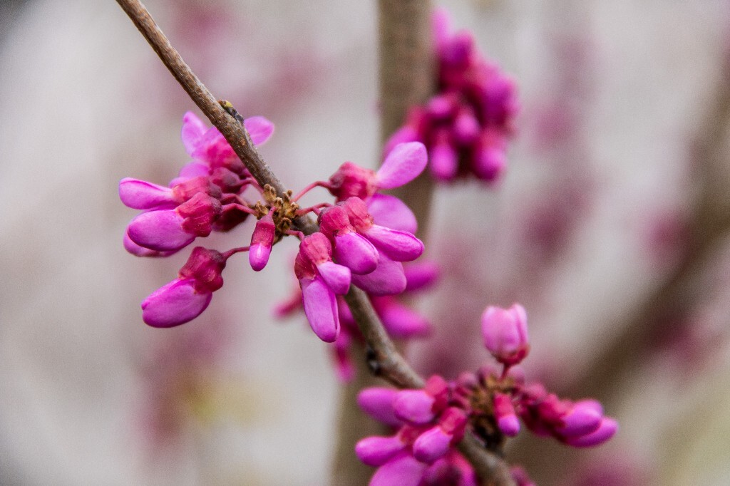 紫珠 裸枝树 满条红 白花紫荆  紫荆 花朵 摄影 风光 自然 
