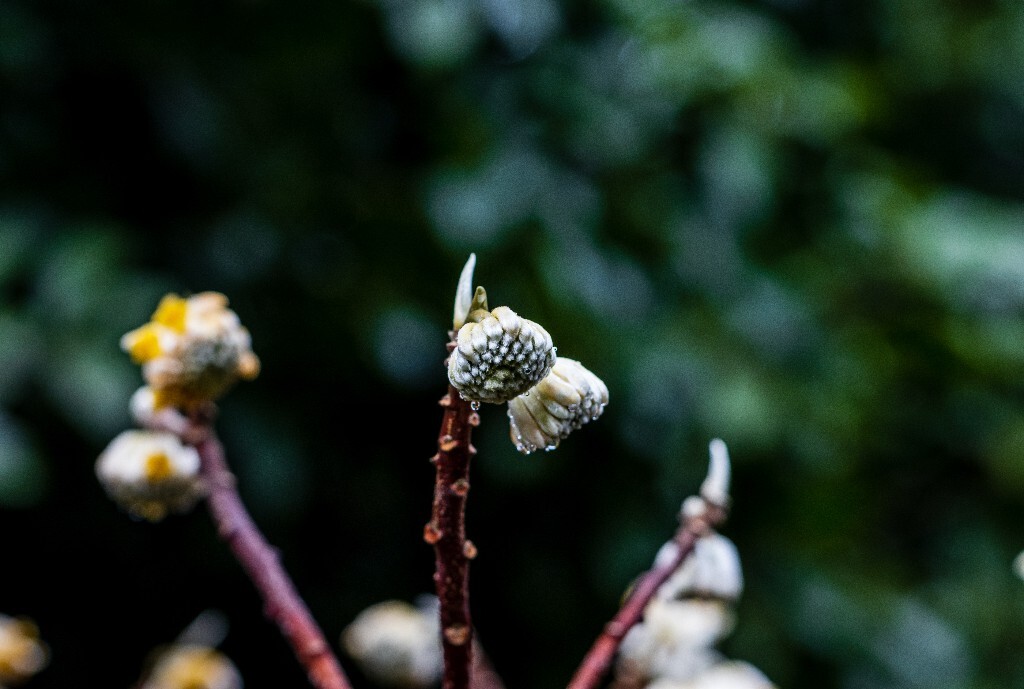 打结花 打结树 黄瑞香 喜花 梦冬花 岩泽兰 三桠皮 三叉树 蒙花 家香 山棉皮 雪花皮 梦花