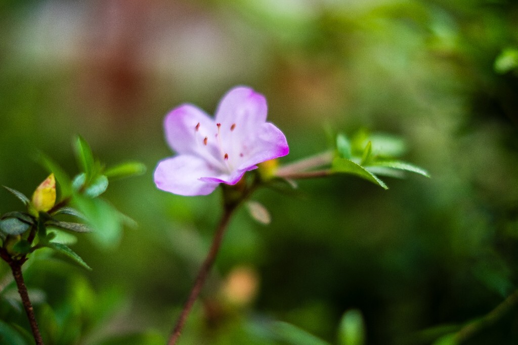 杜鹃花 山踯躅 山石榴 映山红 照山红 唐杜鹃 春鸟花 杜鹃 植物 微距 摄影 风光 自然