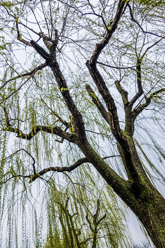 柳树 风光 西湖风光 自然 摄影 西湖柳树 旅行 春天 植物 柳叶