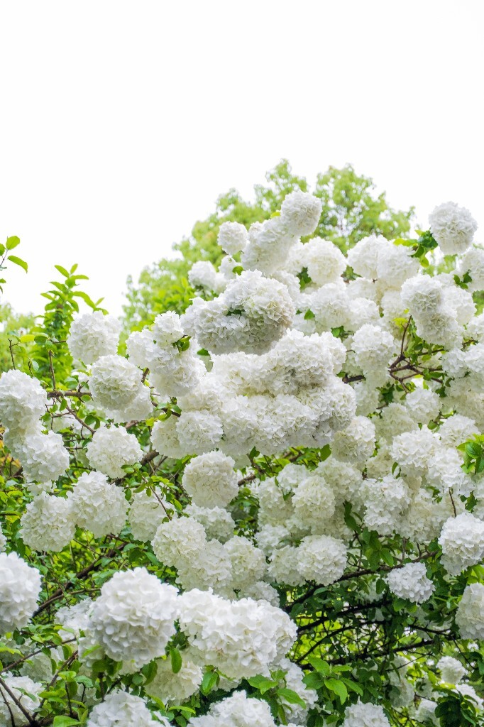 八仙花 紫阳花 七变花 洋绣球 粉团花 绣球花 植物 摄影 风光 自然 微距 花