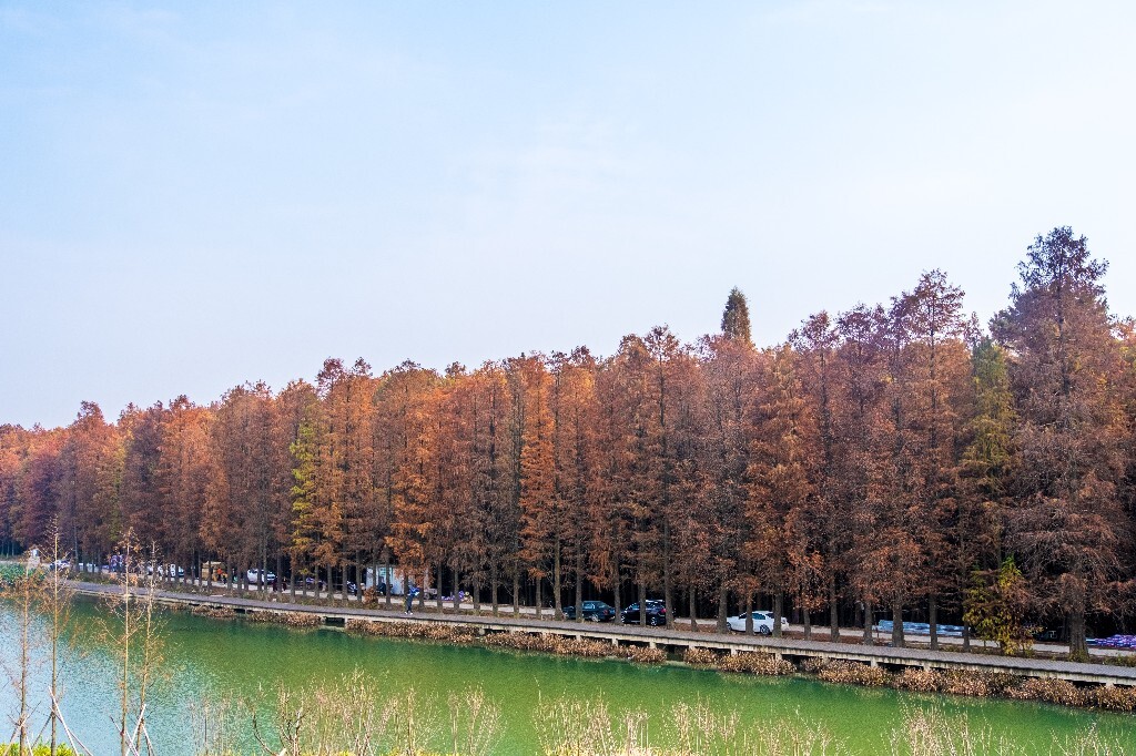 落叶乔木 水杉 梳子杉 树木 秋季 秋天 秋天的颜色 图片 摄影 风光 旅游