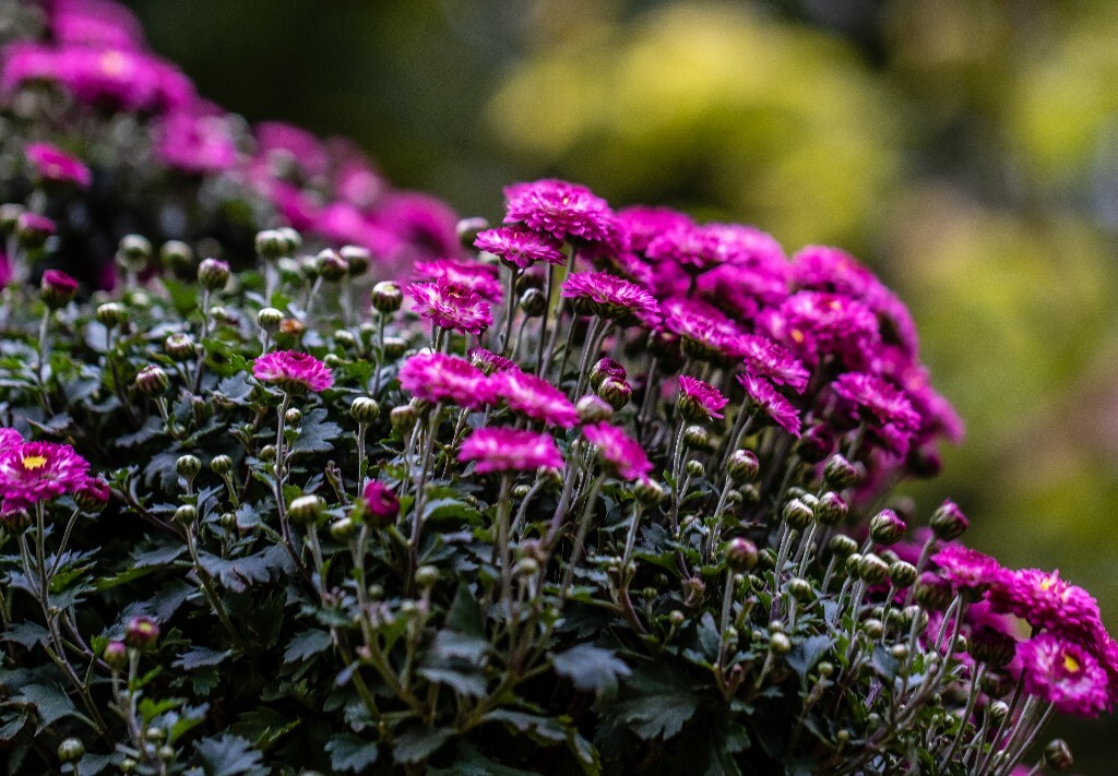 菊花 寿客 金英 黄华 秋菊 陶菊 日精 女华 延年 隐逸花 家菊 花儿 盛开的菊花