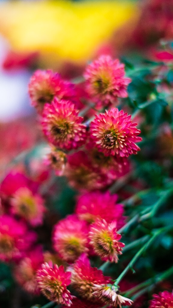 寿客 金英 黄华 秋菊 陶菊 日精 女华 延年 隐逸花 家菊 摄影 花朵花儿 盛开的菊花