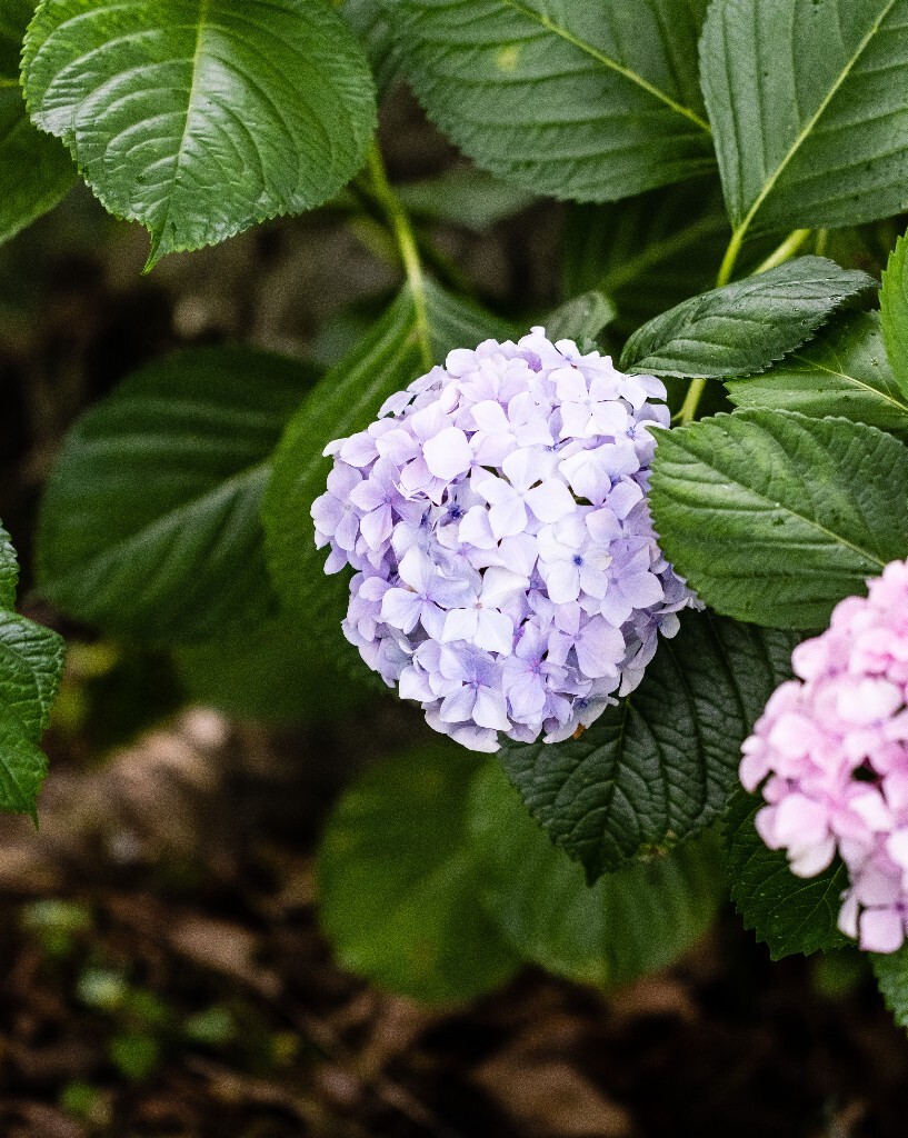 八仙花 粉团花 草绣球 紫绣球 紫阳花  绣球 绣球花 摄影 植物 花朵 花儿