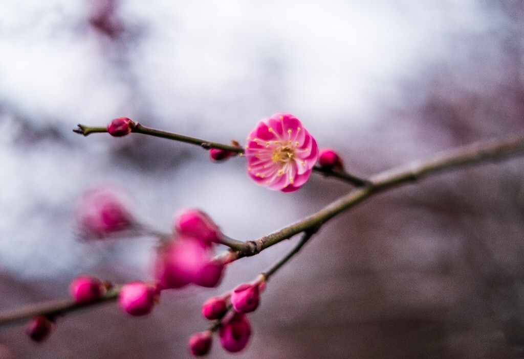 梅花 植物 花儿 花朵 风光 摄影 梅花摄影 盛开的梅花  红梅  枝头上的梅花 