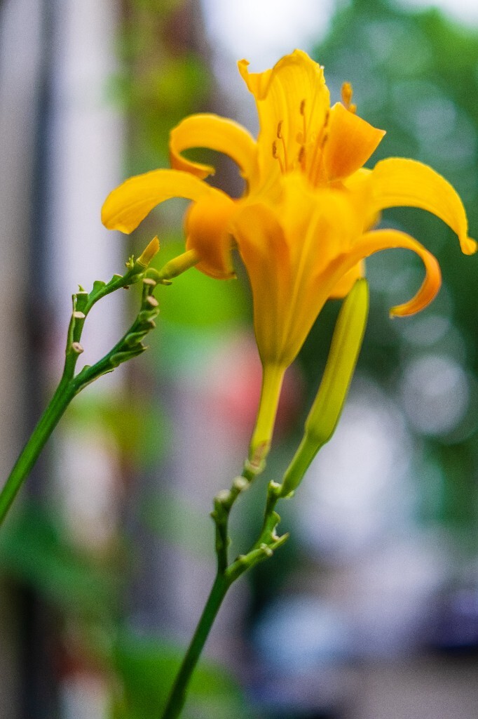 金针菜 鹿葱 川草花 忘郁 丹棘 摺叶萱草 黄花菜 萱草 植物 花草 花朵花儿 摄影