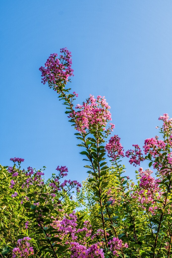 紫薇花 鹭鸶花 五里香 红薇花 百日红 佛相花 满堂红 怕痒花 猴刺脱 痒痒花 宝幡花、五爪金龙 狗骨头 紫金标 紫兰花 阿米茶 紫荆花 紫金花 蚊子花 植物 花朵 微距 风光 自然 色彩