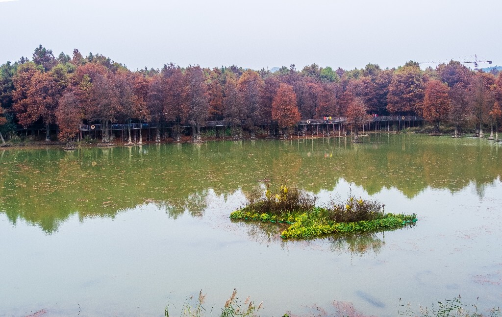 落叶乔木 水杉 梳子杉 树木 秋季 秋天 秋天的颜色 图片 摄影 风光 旅游