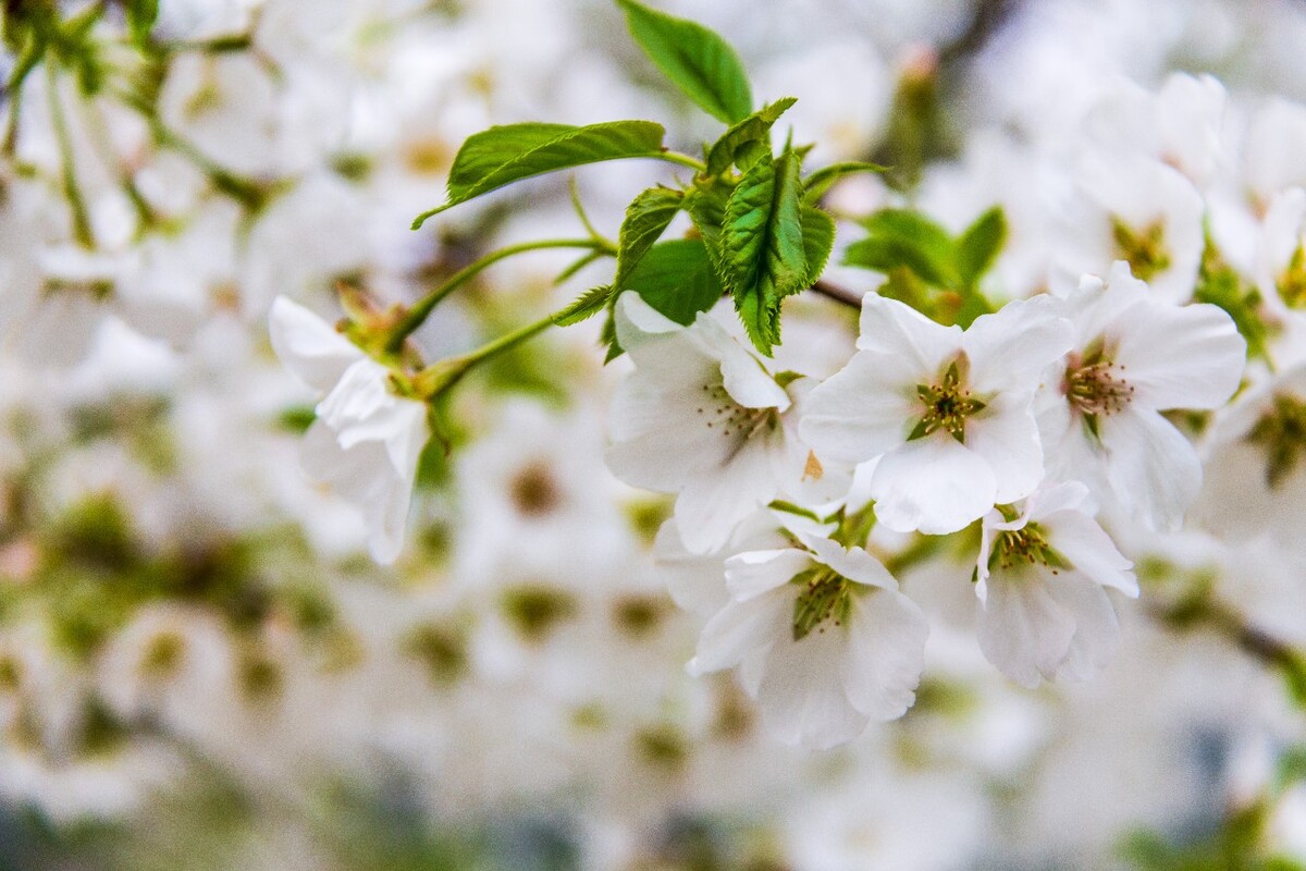 日本樱花 樱花 东京樱花 Cherry Tree 花儿 花卉 植物 太子湾樱花 樱花
