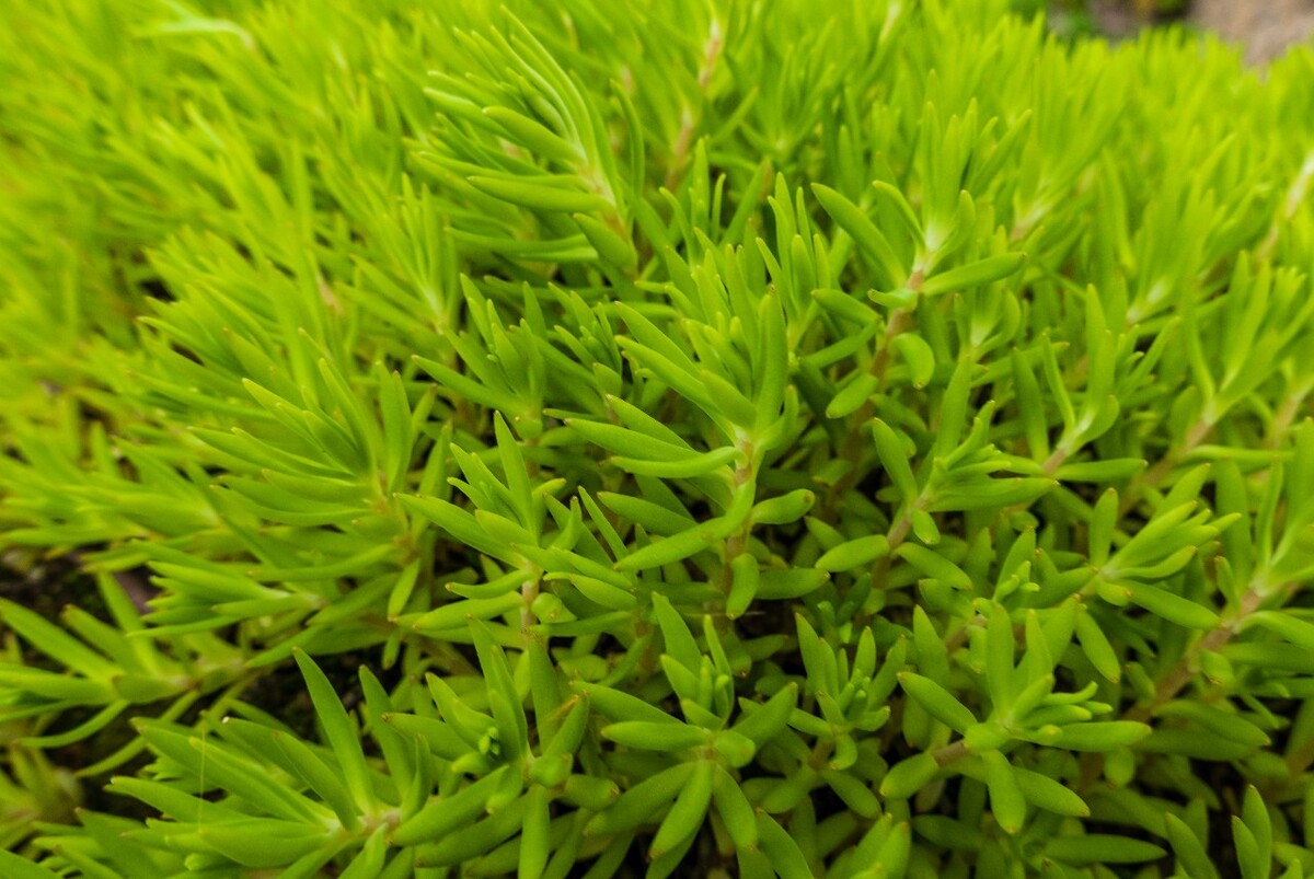 佛指甲 铁指甲 狗牙菜 金莿插  佛甲草 摄影 图片 关系 植物 
