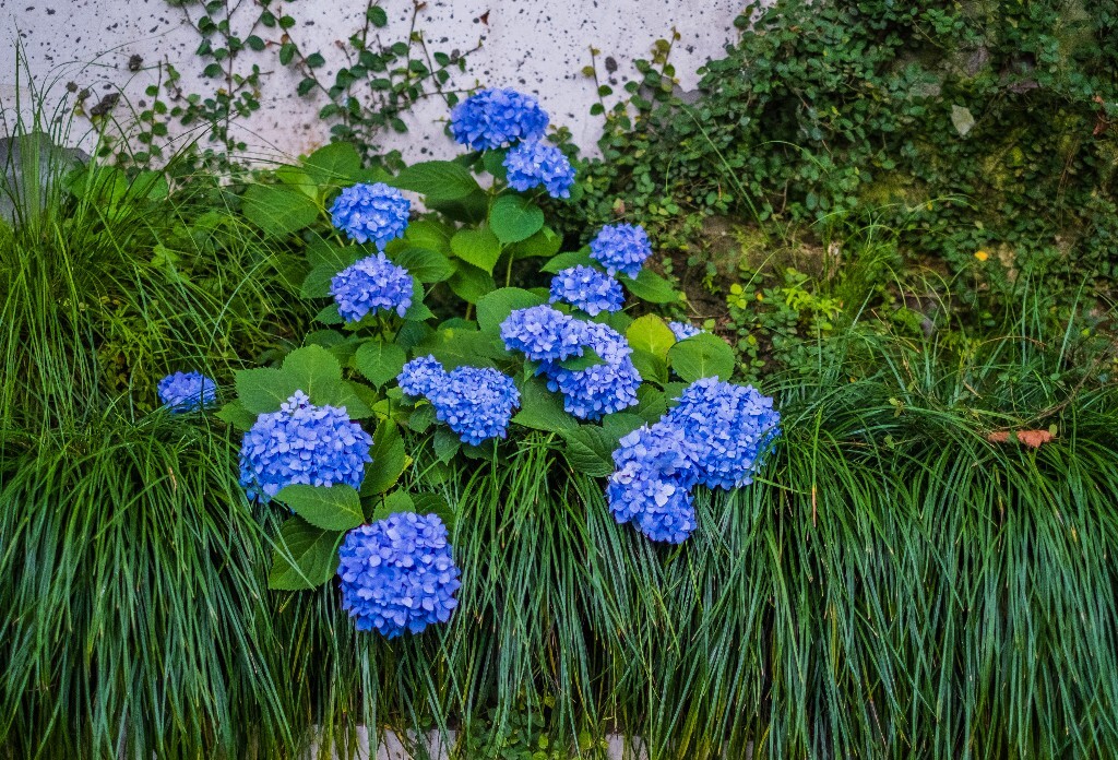 绣球 八仙花 粉团花 草绣球 紫绣球 紫阳花 花朵 风光 摄影 自然 风光 旅行