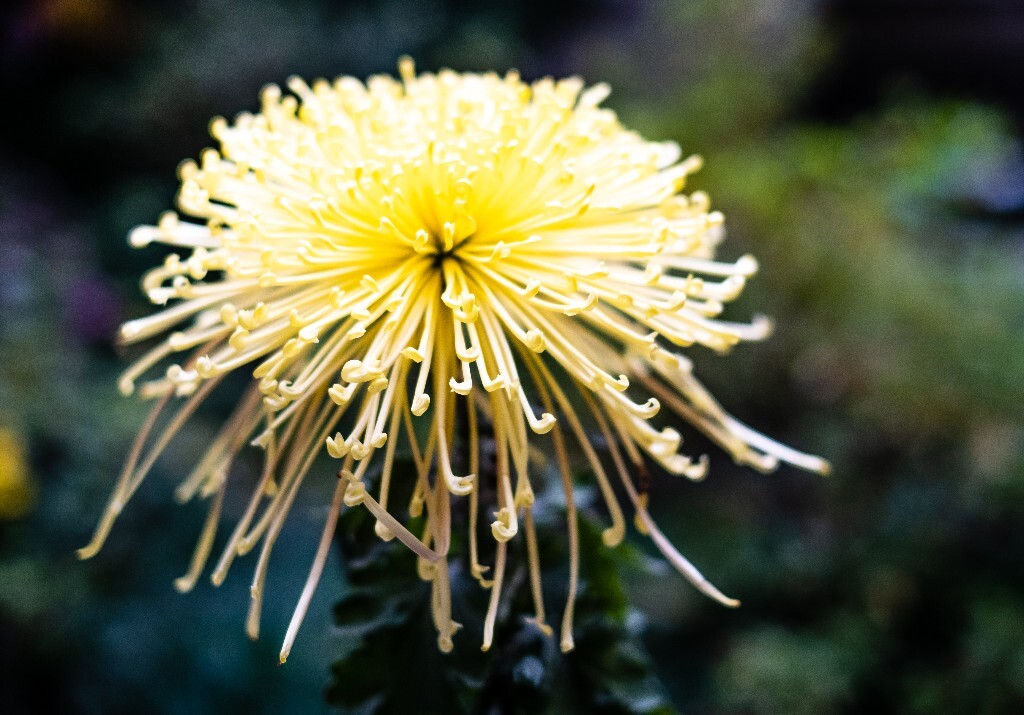 菊花 寿客 金英 黄华 秋菊 陶菊 日精 女华 延年 隐逸花 家菊 花儿 盛开的菊花