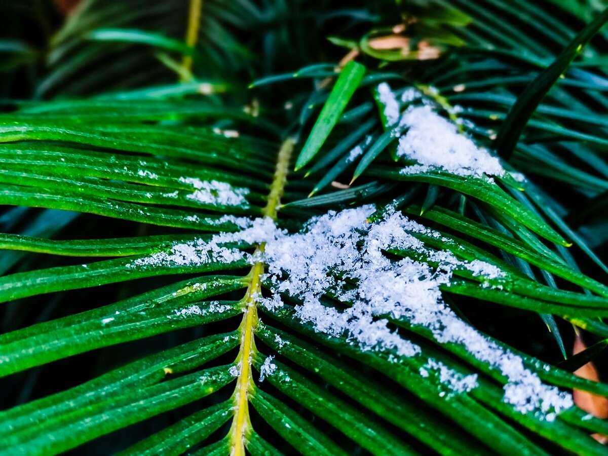 雪 初雪 杭州初雪 雪 自然 风景 地上的雪 雪景 好久不见的雪 冰晶 雪晶 植物上的雪 铁树