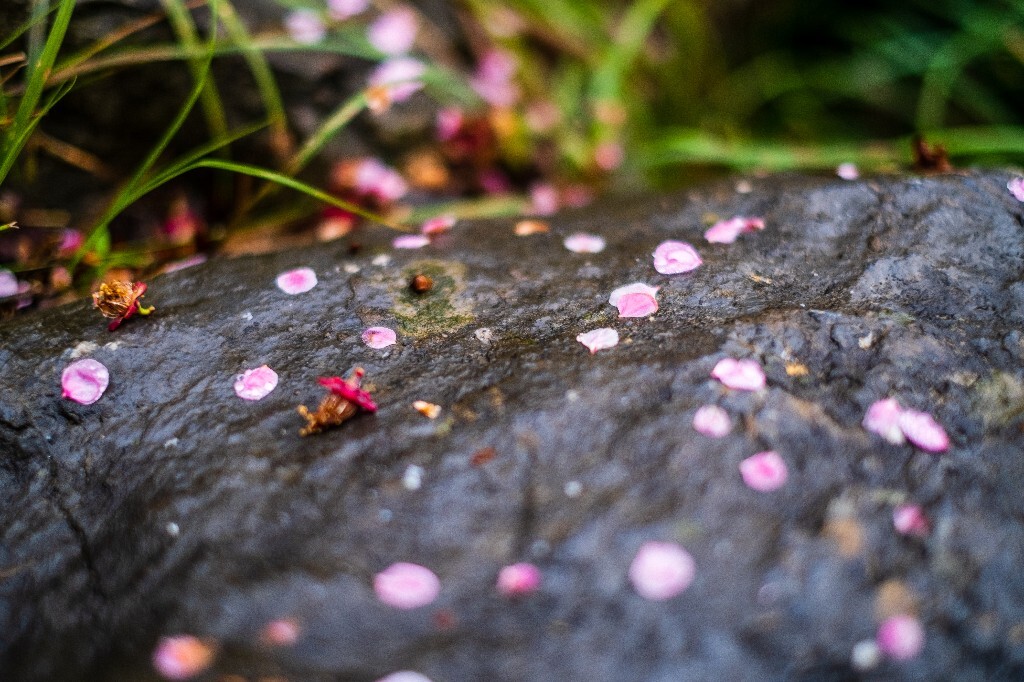 梅花 红色的梅花 梅 图片 摄影 风光 花卉 花朵 旅游 花