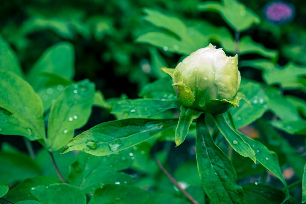鼠姑 鹿韭 白茸 木芍药 百雨金 洛阳花 富贵花 牡丹 植物 花朵 花儿 牡丹花 含苞待放