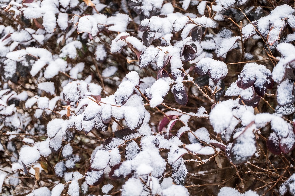 雪 雪景 自然 风光 环境 摄影 白雪 雪花 2024的第一场雪 树叶上的雪