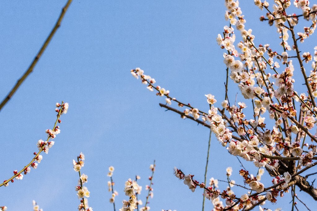 梅 梅花 植物 风光 花卉 花朵 花儿 摄影 旅行 赏花