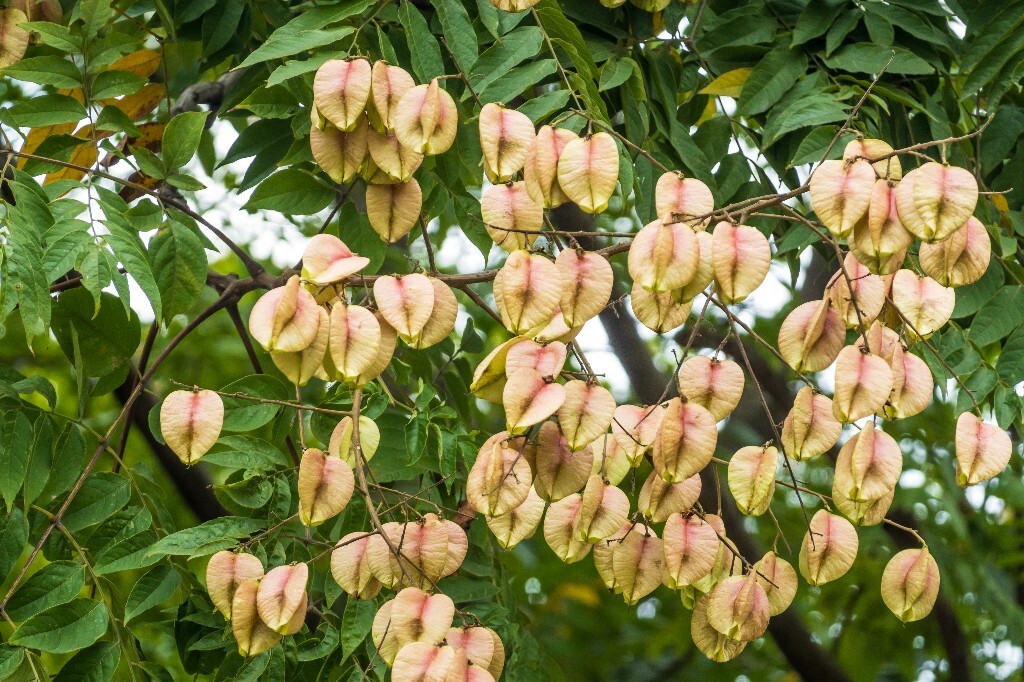 复羽叶栾 花楸树 泡花树 灯笼花 马鞍树 士大夫树 摇钱树 植物 风光 摄影 自然