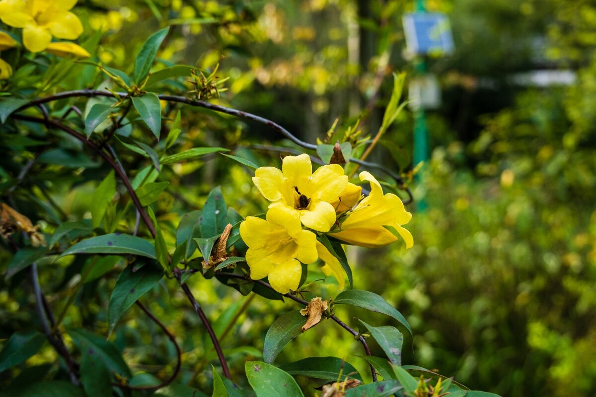 自然  风光 风景 黄色的花 摄影 素材  蜜蜂 采花 蜜蜂采花