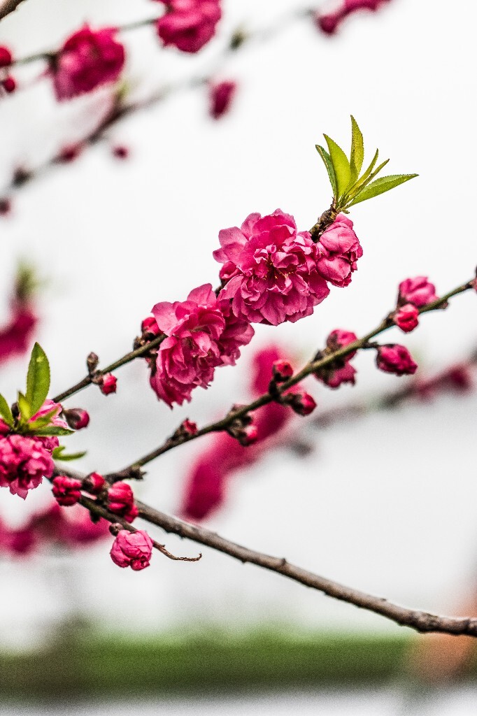 西湖桃花 桃花 自然 微距 风光 色彩 西湖之春 春天 桃红柳绿 西湖三月天