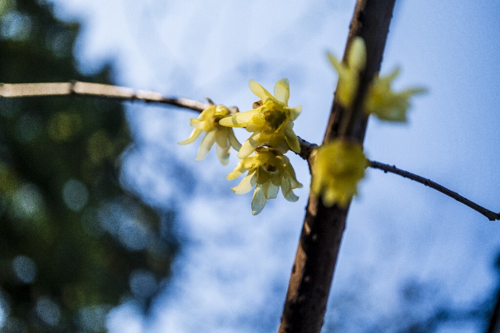 腊梅 梅花 特写 风光 自然 花朵 花草 特写 微距 阳光 天空 金梅 腊梅 蜡花 蜡梅花 蜡木 麻木紫 石凉茶 唐梅 香梅