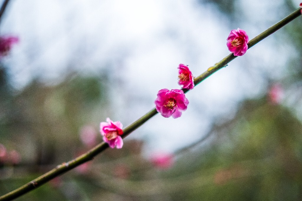 梅花 红色的梅花 梅 图片 摄影 风光 花卉 花朵 旅游 花