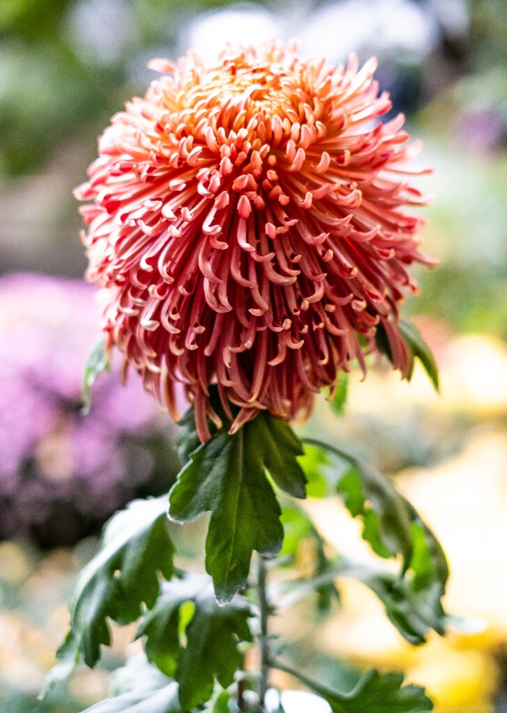 菊花 寿客 金英 黄华 秋菊 陶菊 日精 女华 延年 隐逸花 家菊 花儿 盛开的菊花