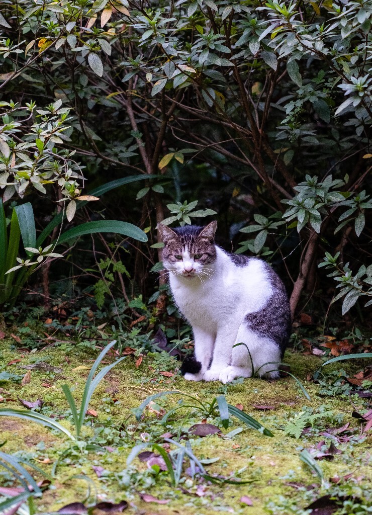 猫 喵喵 猫星人 摄影 宠物 宠物摄影 宠物表情包