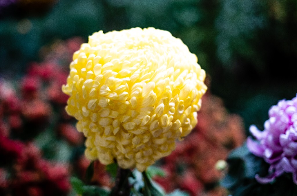 菊花 寿客 金英 黄华 秋菊 陶菊 日精 女华 延年 隐逸花 家菊 花儿 盛开的菊花