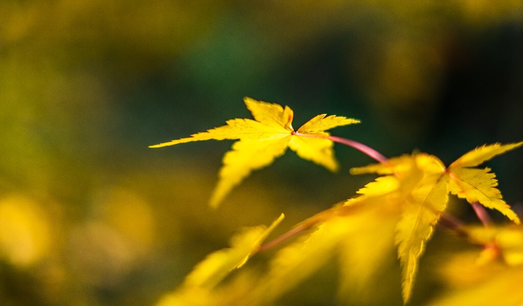 植物 摄影 光 叶子 枫叶 风光摄影 旅行 自然