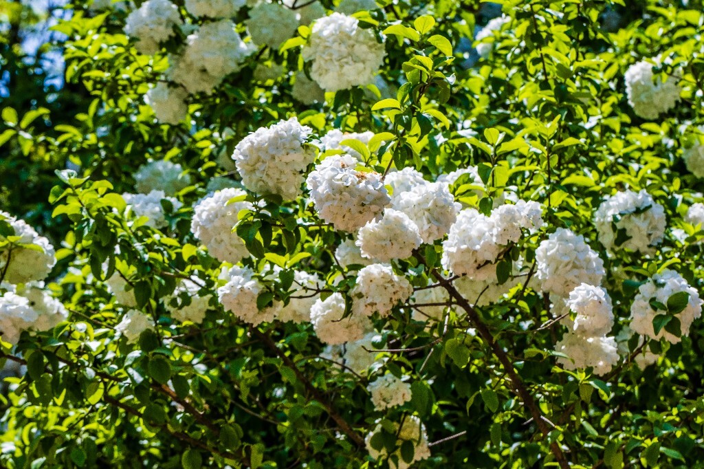 八仙花 粉团花 草绣球 紫绣球 紫阳花 绣球 木绣球 山绣球 摄影 植物 风光 摄影
