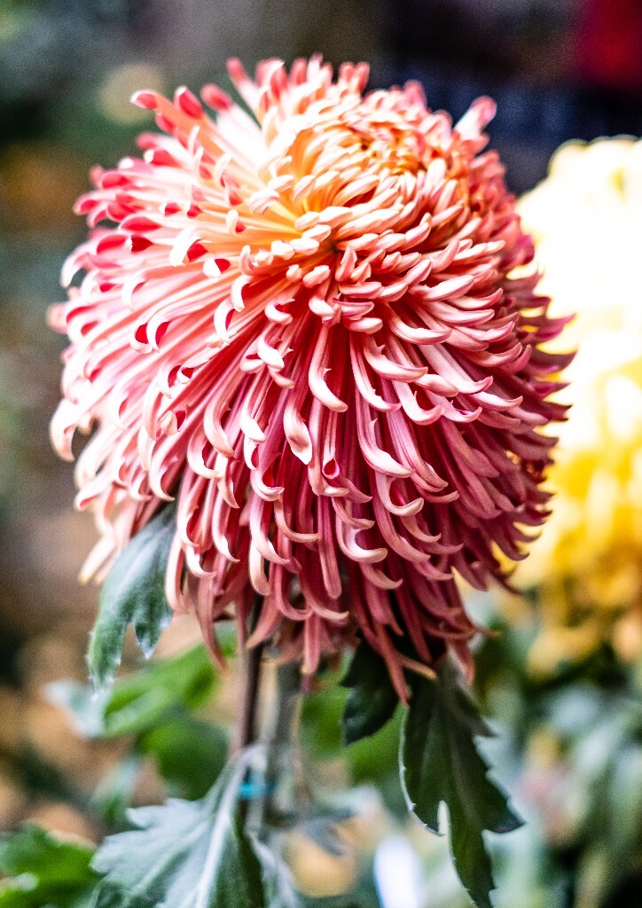 菊花 寿客 金英 黄华 秋菊 陶菊 日精 女华 延年 隐逸花 家菊 花儿 盛开的菊花