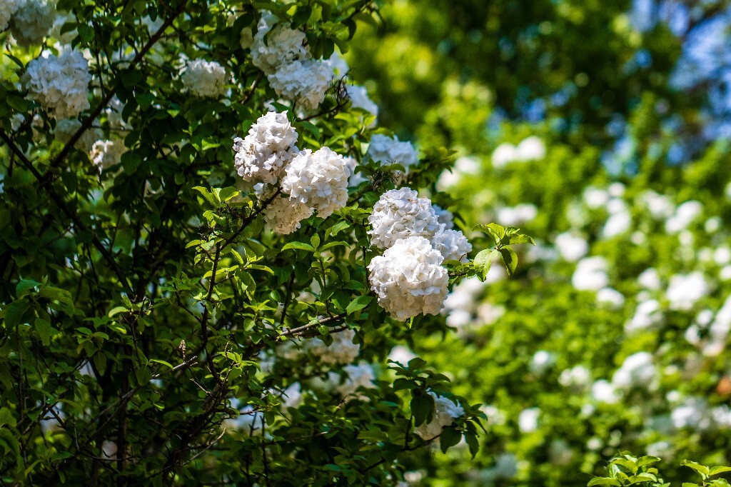 八仙花 粉团花 草绣球 紫绣球 紫阳花 绣球 木绣球 摄影 风光 植物花朵 旅行