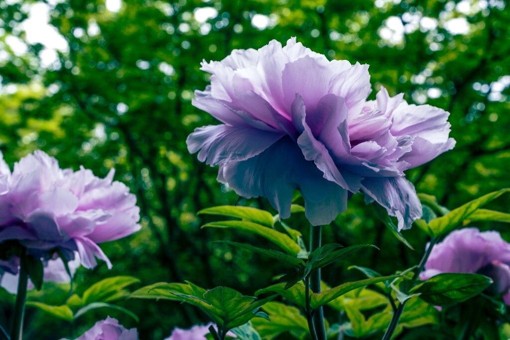 鼠姑 鹿韭 白茸 木芍药 百雨金 洛阳花 富贵花 牡丹 植物 花朵 花儿 牡丹花 含苞待放