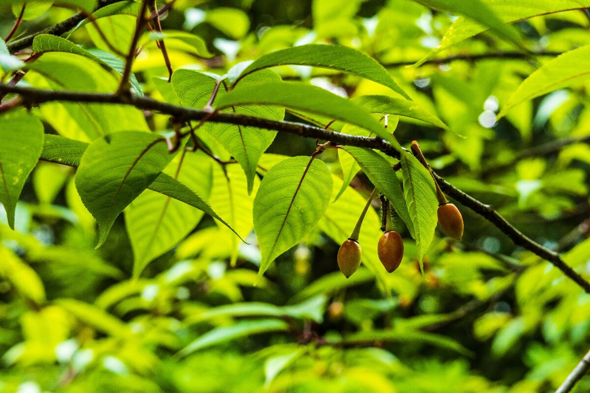 植物  旅行  樱桃树 摄影 自然 风光 果实  樱桃