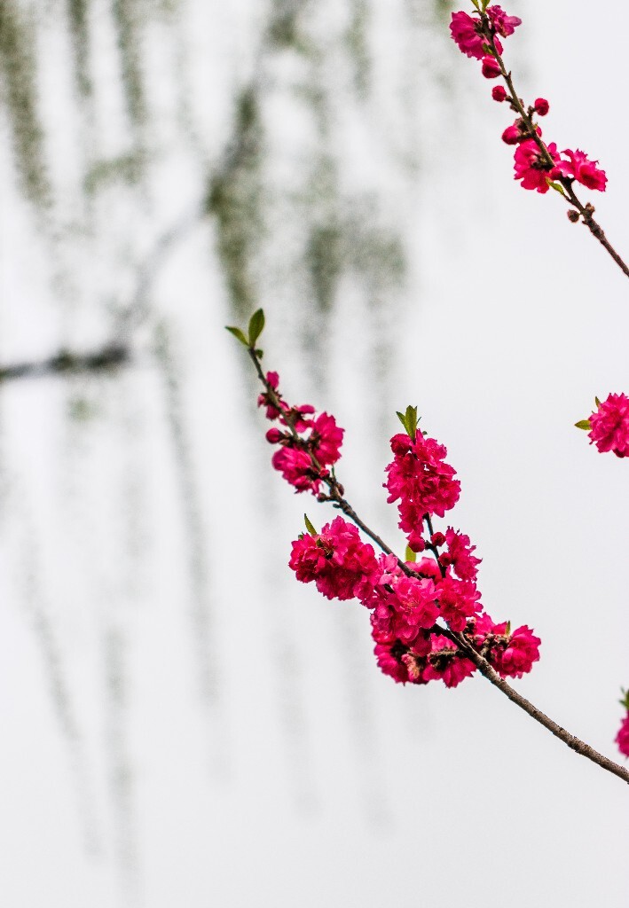 植物 花朵 风光 微距 摄影 西湖桃花 西湖风光 环境 西湖桃花 西湖风光