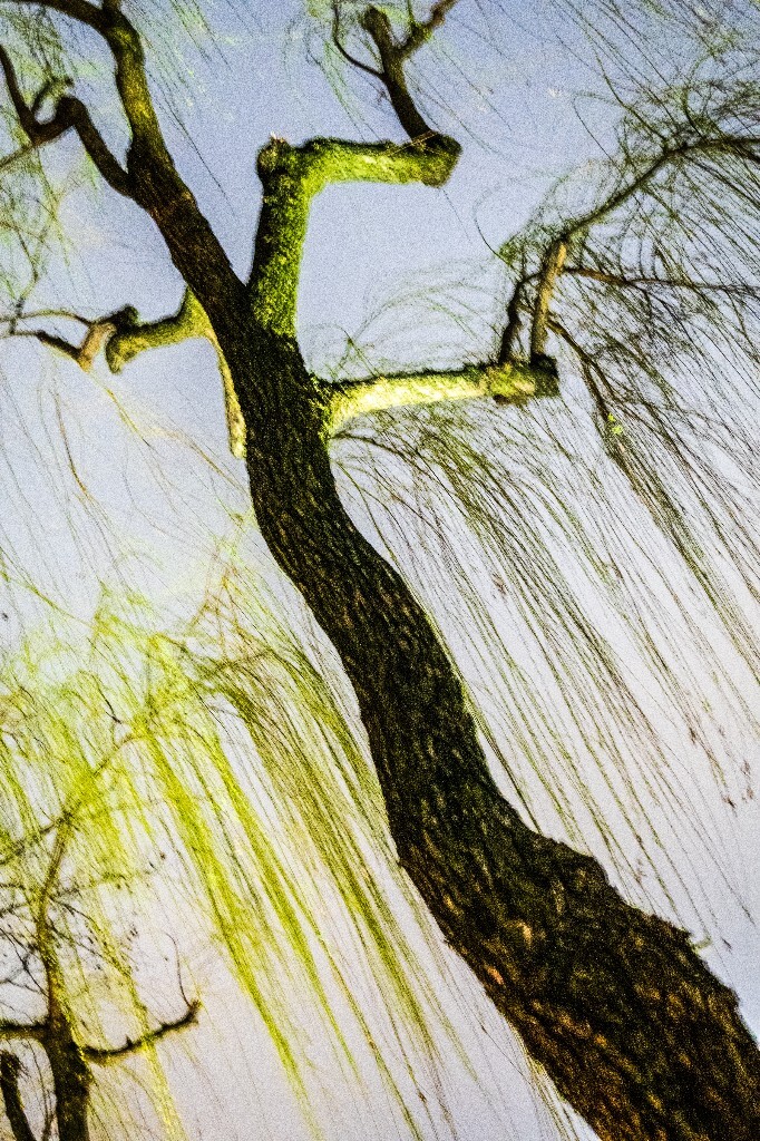 柳树 风光 自然 西湖风光 西湖柳树 旅行 摄影 植物 柳叶