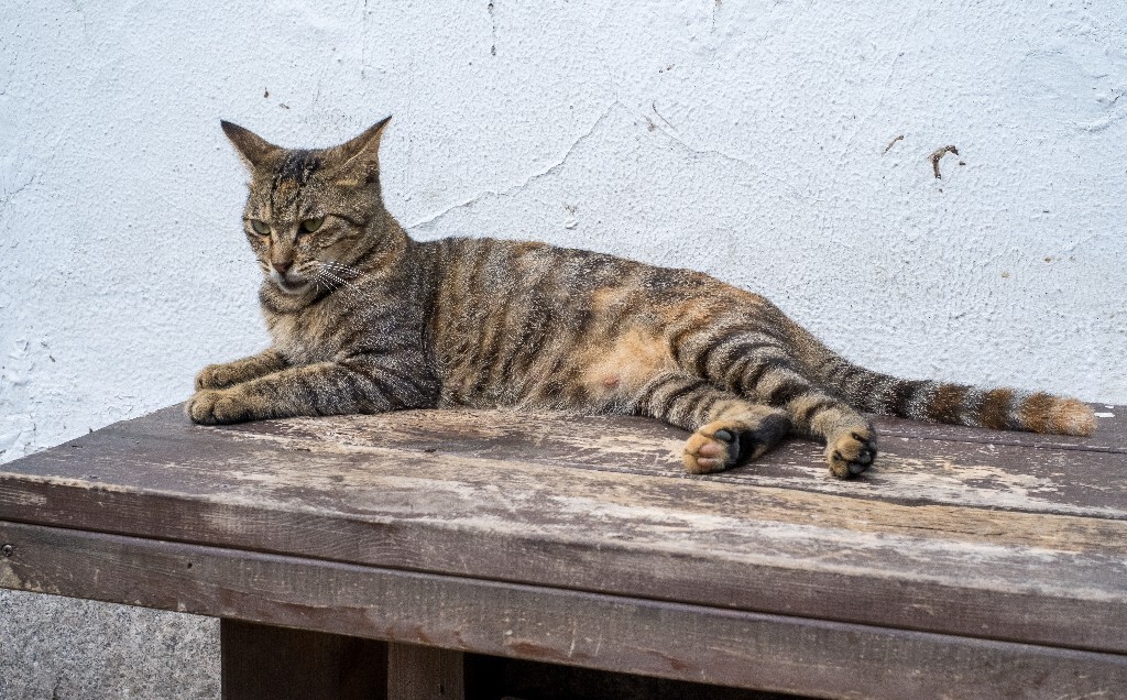 猫猫 宠物 喵星人  动物 猫 摄影