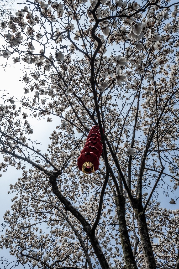 玉兰 玉兰花 植物 微距 摄影 风光 自然 法喜寺 500年玉兰 旅行 白色的玉兰