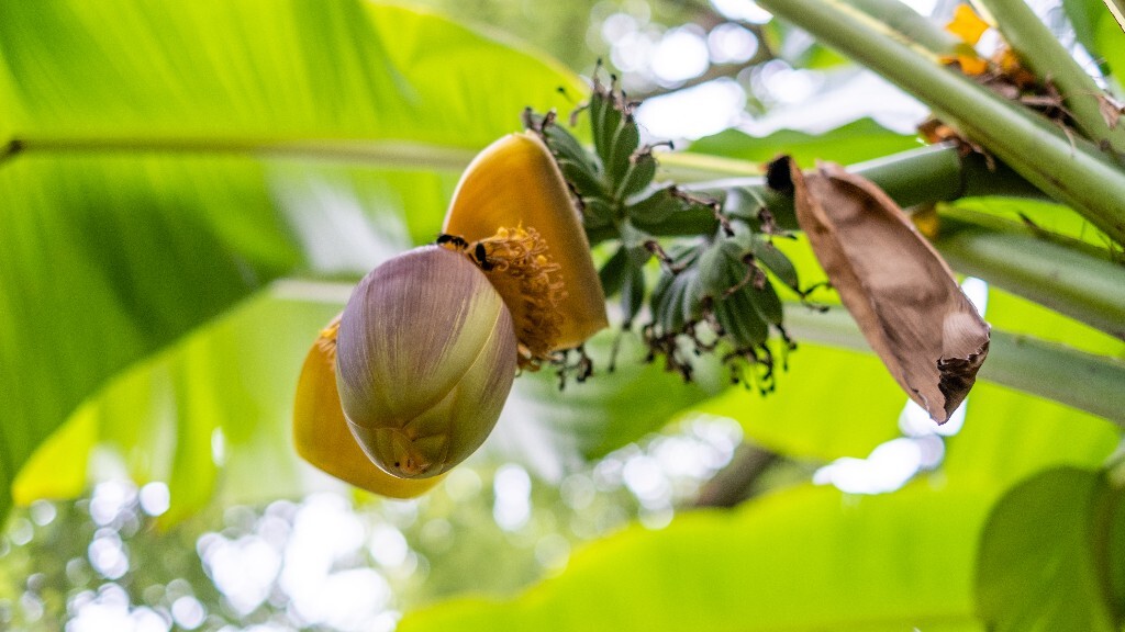 芭蕉 芭苴 板焦 板蕉 大芭蕉头 大头芭蕉 果实 摄影 植物