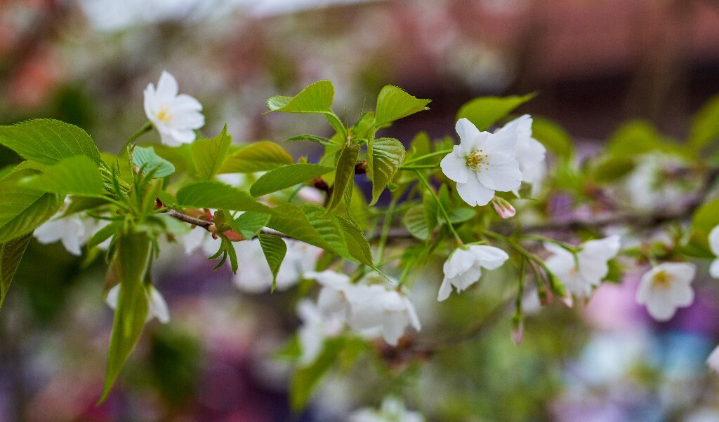 樱花 植物 花朵 粉色樱花 白色樱花 花儿 盛开的樱花