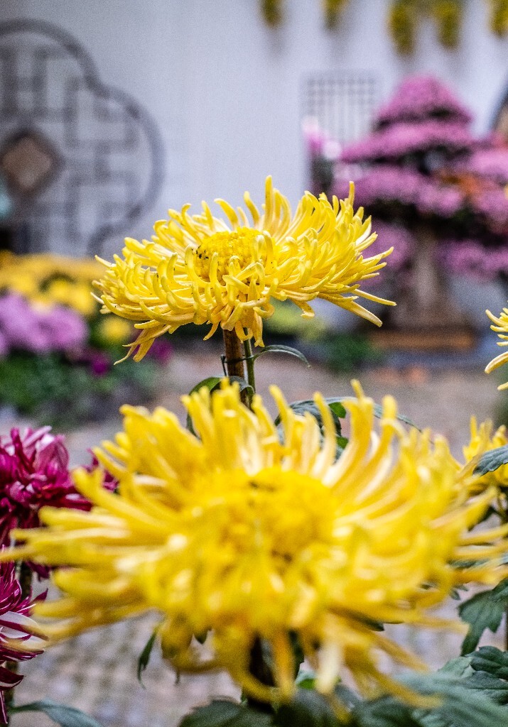 菊花 寿客 金英 黄华 秋菊 陶菊 日精 女华 延年 隐逸花 家菊 花儿 盛开的菊花